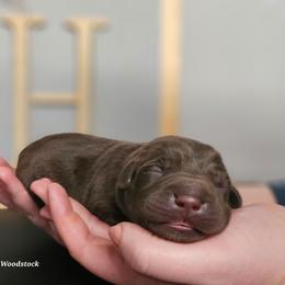 Woodstock - Chocolate male Labrador Retriever puppy in Macomb, Missouri from Hicks Family Homestead
