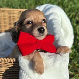 Noah - Cream male Dachshund puppy in Dothan, Alabama from Little House Pups