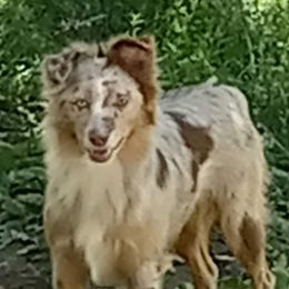 CANEY - Miniature Australian Shepherd
