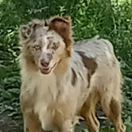 CANEY - Miniature Australian Shepherd