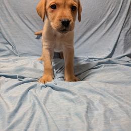 Tiny - Yellow female Labrador Retriever puppy in Parma, Idaho from Campbell Valley Labradors