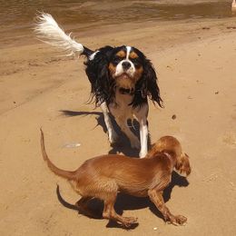 Cavalier King Charles Spaniels from J&L Cavaliers
