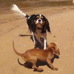Cavalier King Charles Spaniels from J&L Cavaliers