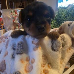 Ty (Dark Blue) - Black and tan male Yorkshire Terrier puppy in Fayetteville, Tennessee from Mina's Yorkies