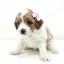 Sugar - Red female Cavapoo puppy in Columbus, Montana from Comfort Doodle