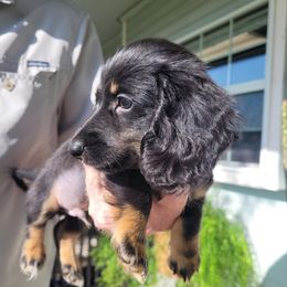 Dachshund puppies from Little Treasures