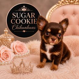 Chihuahua Puppies from Sugar Cookie Chihuahuas