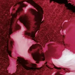 1 - Black and white male English Springer Spaniel puppy in Illinois from Gentry Springers