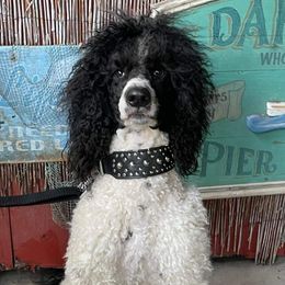 Joker - Poodle