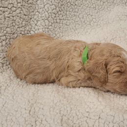 Poodle Puppies from Karla Skow
