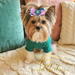 Winnie Pearl - Yorkshire Terrier