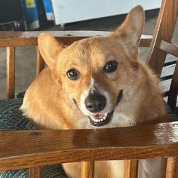 Dixie - Pembroke Welsh Corgi