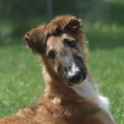 Borzois from Susan Motisi's Borzoi