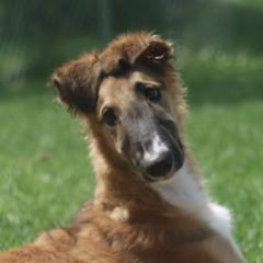 Borzois from Susan Motisi's Borzoi