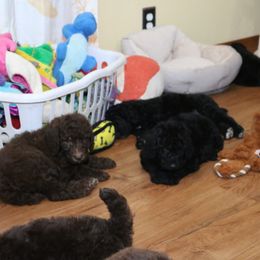 Poodle Puppies from RK'S Pets