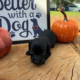 Ebony - Black female Dachshund puppy in Clermont, Florida from Dachshund Dad
