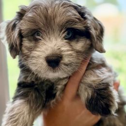 Rocket - Blue merle male Aussiedoodle puppy in Seguin, Texas from Navarro Royal Pups