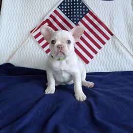 Cara - White female French Bulldog puppy in Cañon City, Colorado from Terri Geiser-Gilchrist