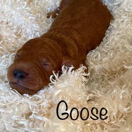 Goldendoodle Puppies from Ming’s Dynasty Doodles