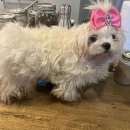 Maltese puppies from Perfect Puppies