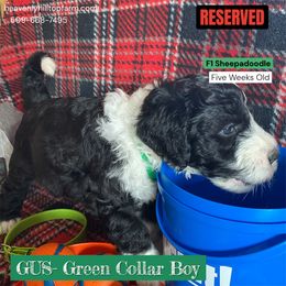 Goldendoodle, Poodle, and Sheepadoodle Puppies from Heavenly Hilltop Farm