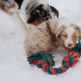 Tinsel - Red merle female Australian Shepherd puppy in Red Bud, Illinois from Authentic Aussies