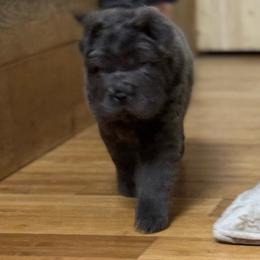 Emily - Blue female Chinese Shar-Pei puppy in Libertyville, Iowa from LLSHARPEI