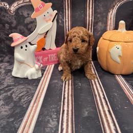 Girl 2 - Red  female Goldendoodle puppy in Bucyrus, Missouri from Hill Top Pomskies