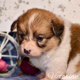 Cranberry - Red female Pembroke Welsh Corgi puppy in East Canton, Ohio from Victorian Farms