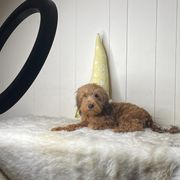 Holly - Brown female Whoodle puppy in Wisconsin Rapids, Wisconsin from Whoodles of the Valley