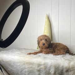 Holly - Brown female Whoodle puppy in Wisconsin Rapids, Wisconsin from Whoodles of the Valley