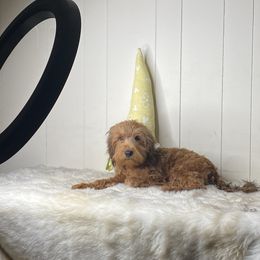 Holly - Brown female Whoodle puppy in Wisconsin Rapids, Wisconsin from Whoodles of the Valley