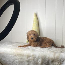 Holly - Brown female Whoodle puppy in Wisconsin Rapids, Wisconsin from Whoodles of the Valley