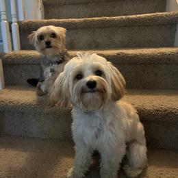 Morkie All Grown Up from Morkie