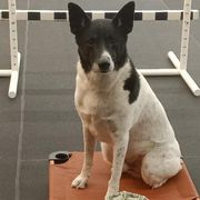 Canaan Dogs from Ascend K9