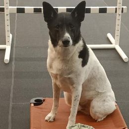 Canaan Dogs from Ascend K9