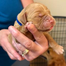 Royal blue - Dark golden male Golden Retriever puppy in Indianapolis, Indiana from ZuGolden Retrievers & Doodles