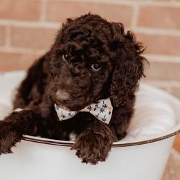 Poodles from Mt View Acres