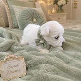 Isabella - White female Maltese puppy in Bryn Mawr, Pennsylvania from Main line furry friends