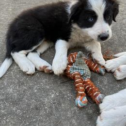 Border Collie Puppies from Roaring River Border Collies