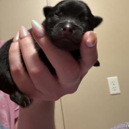 Haku - Black male Pomeranian puppy in Cassville, New York from Cauchy Pomeranians