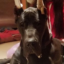 Cole - Great Dane