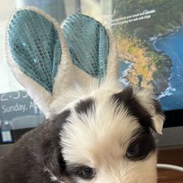 Australian Shepherd Puppies from Fly by Nite Australian Shepherds