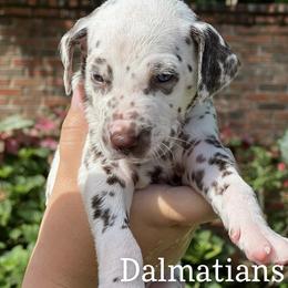 Dalmatian Puppies from Louisiana Roux Dalmatians