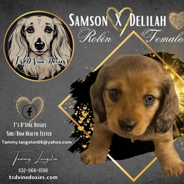 Dachshund Puppies from T’s D’Vine Doxies