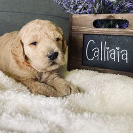 Bernedoodle and Labradoodle Puppies from Royal Doodles