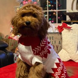 Goldendoodle Puppies from Hilltop Mini and Teddy Bear Doodles