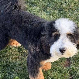 Clark - Bernedoodle