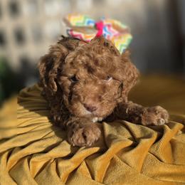 Poppy - Red  female Goldendoodle puppy in Decatur, Tennessee from Diamond's Doodles