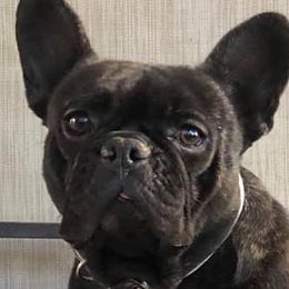 BRITTNEY - French Bulldog